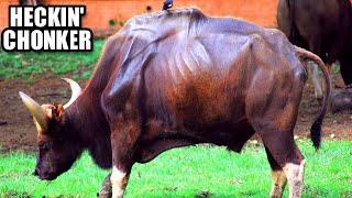 Gaur Facts: the LARGEST living BOVINE | Animal Fact Files