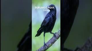 Burung Gagak1 #burung #birds #burungjuara #kicaumania #hobikicau #kicaumanianusantara  #mariberkicau