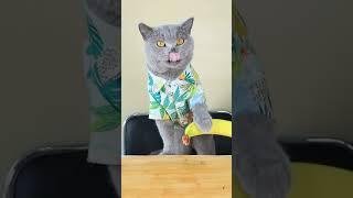 Never Guess What Oscar Will Do! | Funny Cat TikTok Challenge  #funnycat #catsoftiktok  #shorts