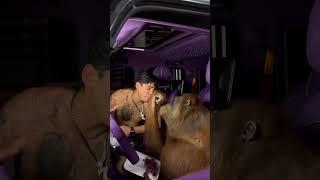 Ryan Garcia chilling with an ORANGUTAN 