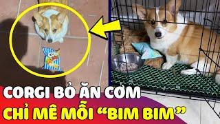 Bất lực trước thanh niên Corgi suốt ngày chỉ thích ăn 'BIM BIM' mà không chịu ăn cơm  | Gâu Đần