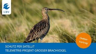 Schutz per Satellit: Telemetrie-Projekt Großer Brachvogel