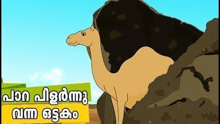 പാറ പിളർന്നു വന്ന ഒട്ടകം Quran Stories Malayalam | Prophet Stories Malayalam | Use of education