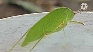 WINGED BUSH CRICKET