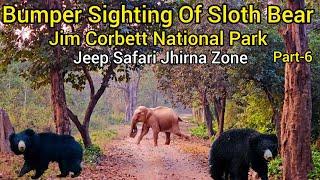 Bumper Sighting of Sloth Bear | Jim Corbett National Park | Jeep Safari Jhirna Zone #wildlife #tiger