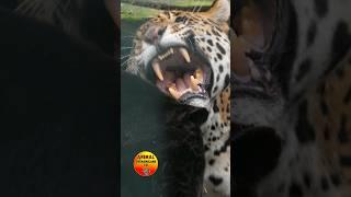 Jaguar Bares Fangs #teeth