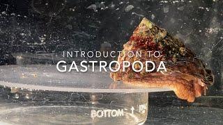 Introduction to Gastropoda