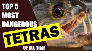 Top 05 Most Dangerous Characidae members | Tetras |  Predatory Tetra species