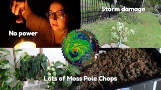 VLOG | Hurricane Helene & Update on All the Moss Pole Chops