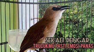 trucuk betina memanggil jantan FUL NGERIWIK KESUKAAN, PANCINGAN trucukan Gacor BISU SUSAH BUNYI