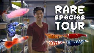 The Ultimate Shrimp and Guppy Breeder | In Depth Tour