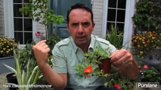 Frankie’s Favorite Easy Flowers - Get Growing with Frankie Flowers