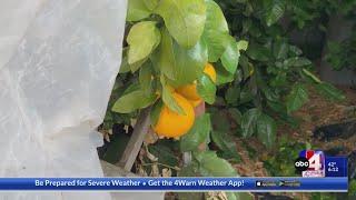 Utah farmer grows citrus fruits in the dead of winter