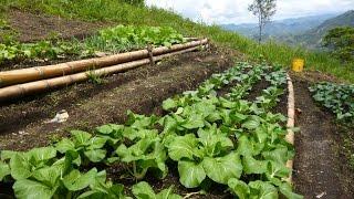 Características de la Agroecologia una Agricultura Más Sana - TvAgro por Juan Gonzalo Angel