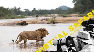 Male Lions Wade Into Crocodile Infested Water To Get To Female Lion - Virtual Safari #165