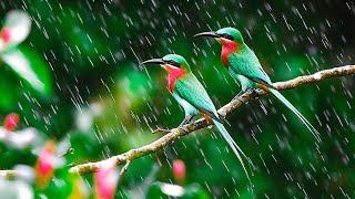 Piano music with Rainfall and Chirping Birds ️️️ Relaxing melodies to quiet the mind