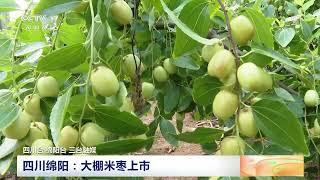 [中国三农报道]夏色收 秋声动 农作物开始成熟结果|农业致富经 Agriculture And Farming