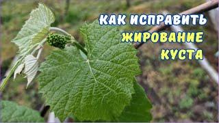 Виноград ЖИРУЕТ, как предотвратить.