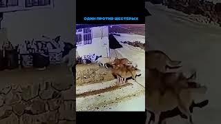 Собака против  #подпишись #horse #арабскиелошади #reels #automobile #лошадки #animals #моялошадь