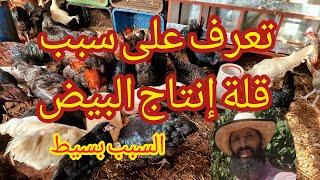 إن كنت تعاني من قلة إنتاج بيض الدجاج شاهد هذه الحلقة فهي تهمك