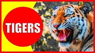 TIGERS FOR KIDS - Facts About Tigers for Children | Kiddopedia