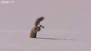 Ein Fuchs fängt eine Maus im Winter Fox Snow Dive