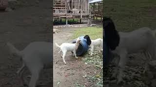 Two goats learn to play attraction