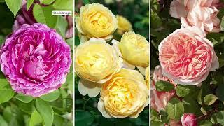 Cottage Farms 3-Piece Scentables Bouquet Roses Live Bareroots on QVC