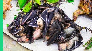 BAT SOUP in Indonesia!! (First Time, Last Time)