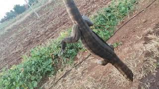 i cought monitor lizard in my farm | how to catch monitor lizard |Ghorpad