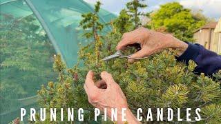 Pruning Pine Candes