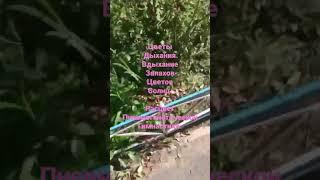 Цветы Дыхания. Вдыхание Запахов Цветов Солнц. Расцвет Пневмогенетической Гимнастики.