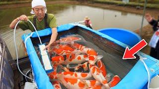 Koi Harvest With Nogami! (GREAT FISH!!)