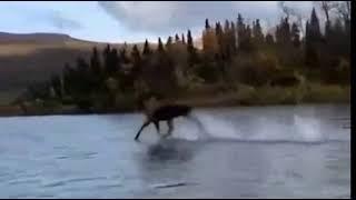 Лось бежит по Воде