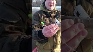 Ловля щуки весной на спиннинг.Кислотные воблеры работают. #рыбалка #shortvideo #fishingvideo