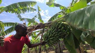 BANANA FARMING | How to grow and Harvest Banana from the garden