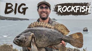 Conquering Cliffs: Shore Fishing for Monster Rockfish in Central California