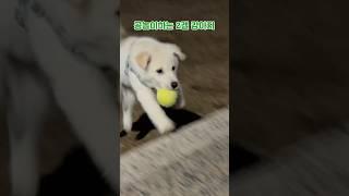 잊을만 하면 소환되는 류시루 강아지 시절🫶 #puppy #강아지 #강아지일상 #강아지브이로그 #공놀이 #산책 #산책하는강아지 #귀여운강아지 #진도믹스 #반려견