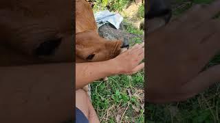 cute calf ️ try to eat my hand  so lovely   #shorts #youtubeshorts