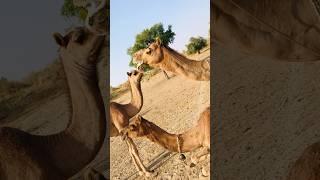فيديو مثير للاهتمام للغاية يبدو الجمل رائعًا