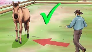 Как устроено зрение у лошади? Почему нельзя подходить справа.