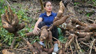 Harvesting Cassava Roots Goes market sell - Cook for pigs - Cooking - Puppy