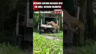 Viral Video | Rescued Leopard Released Into The Wild By Forest Officials #shortsfeed