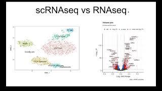 单细胞转录组和转录组分析的区别和选择scRNAseq vs RNAseq