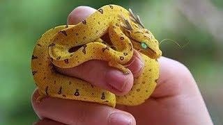 6 Most Unique Exotic Reptiles in the World