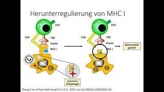 COVID-19 und Immunsystem Teil 2