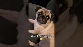 oops  #dog #pug #cute #funny #pets #puppy #fyp #shorts