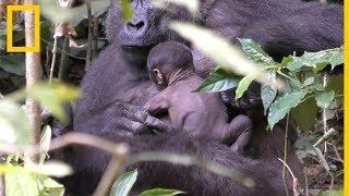 Una madre gorila salvaje cuida de su cría recién nacida | National Geographic en Español