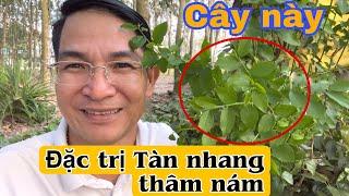 Cây này đặc trị Tàn Nhang Thâm Nám. PHAN HẢI Channel