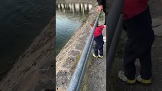 #дуйсбург #набережная #набережнаядуйсбург #птицы #лебеди